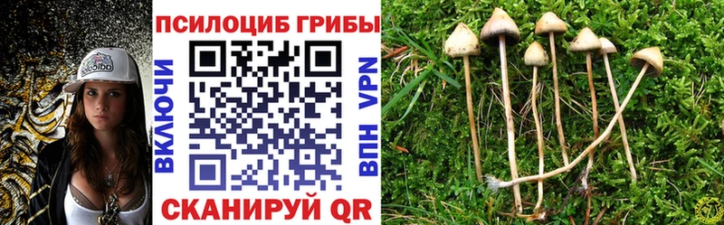Псилоцибиновые грибы Psilocybe  Боготол 